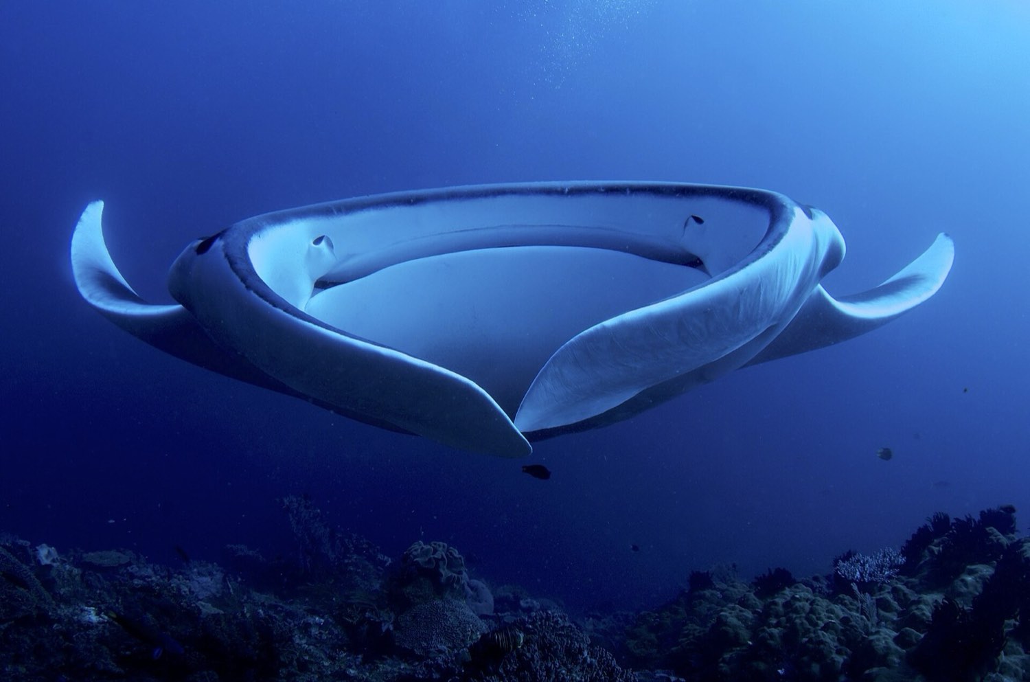 Reef manta rays