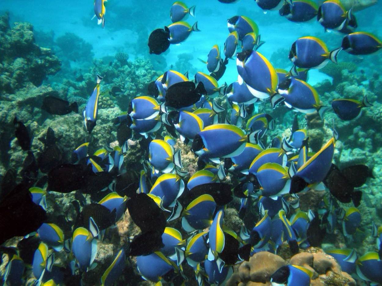 A Maldivian house reef