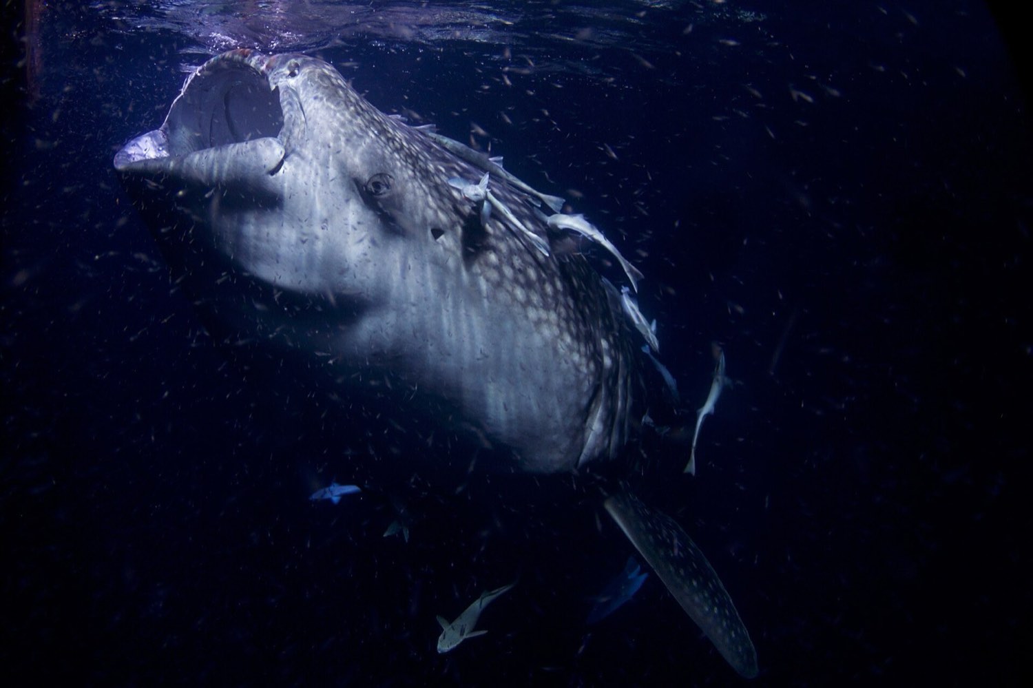 Whale shark route